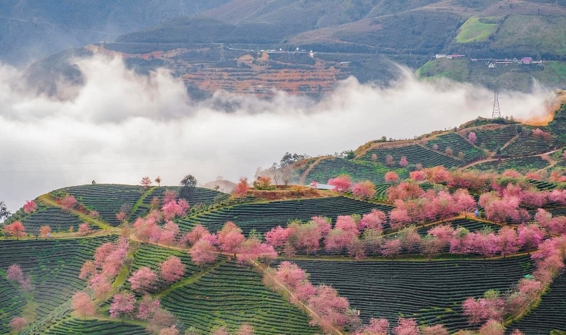 Đi phượt Sapa vào mùa xuân bạn sẽ có cơ hội được ngắm nhìn quang cảnh tràn đầy sinh khí nơi vùng cao Tây Bắc.